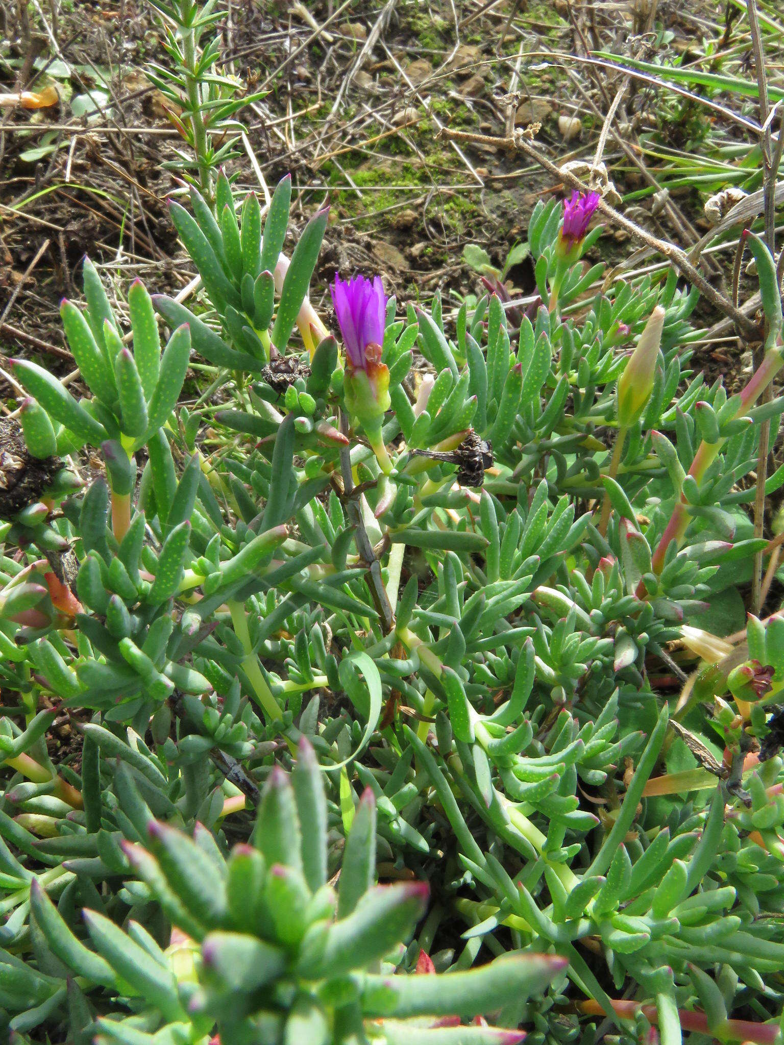 Image of Lampranthus emarginatus (L.) N. E. Br.