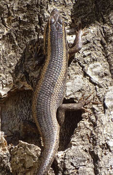 Image of Kalahari Tree Skink