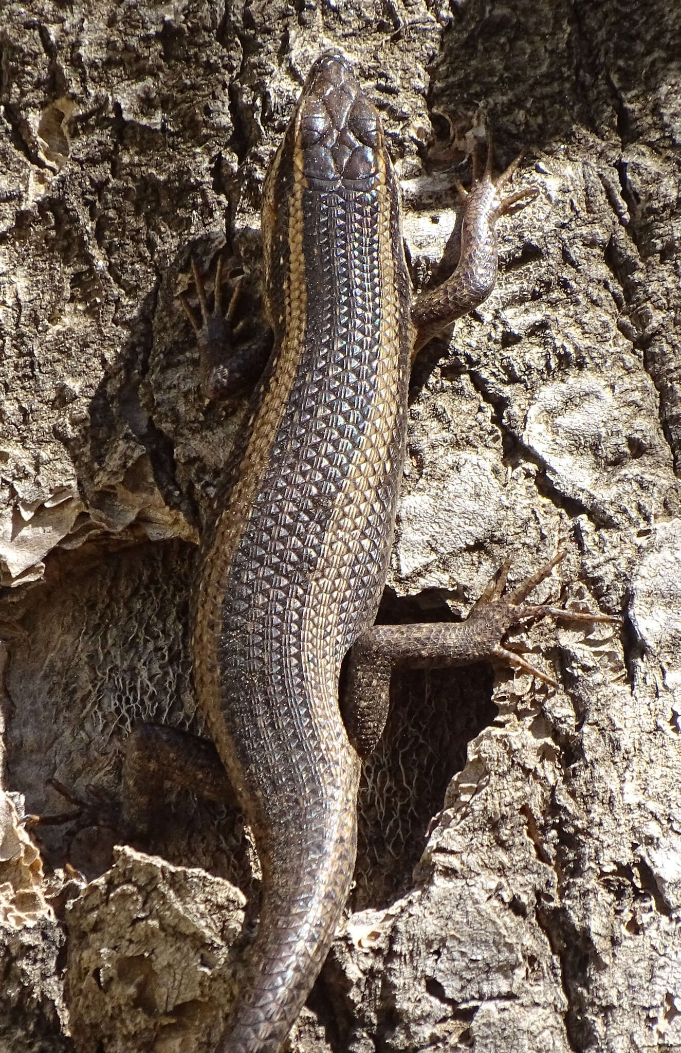 Trachylepis spilogaster (Peters 1882)的圖片