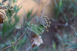 Image of Podachaenium eminens (Lag.) Sch. Bip. ex Baill.