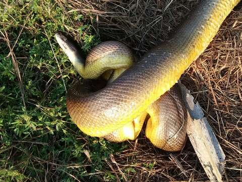 Image of Brown water python