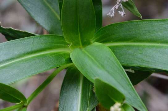 Image of Hedyotis acutangula Champ. ex Benth.