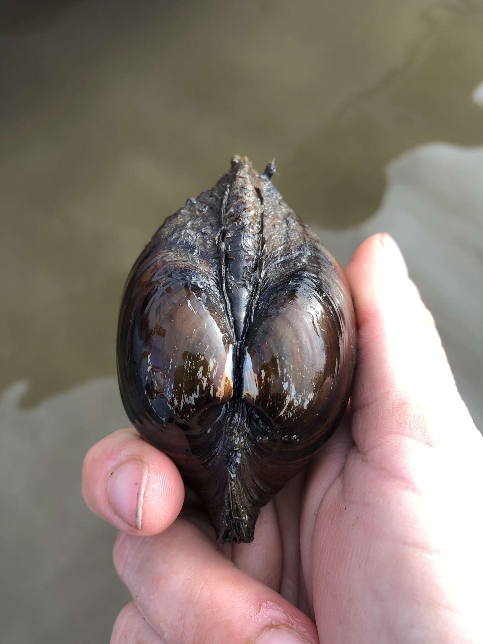 Image of Higgins' Eye Pearly Mussel