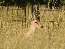 Image of Mountain Gazelle