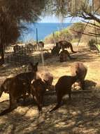 Image of Kangaroo Island Kangaroo