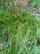 Image of thicket sedge
