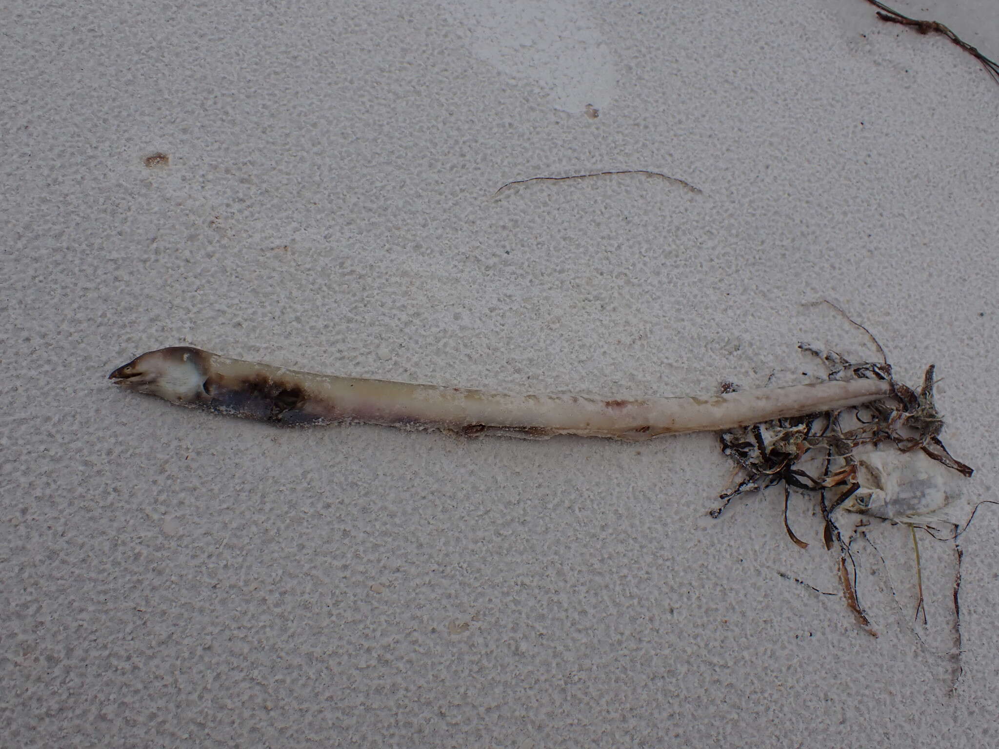 Image of Pallid Snake Eel