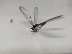 Image of New Zealand antlion