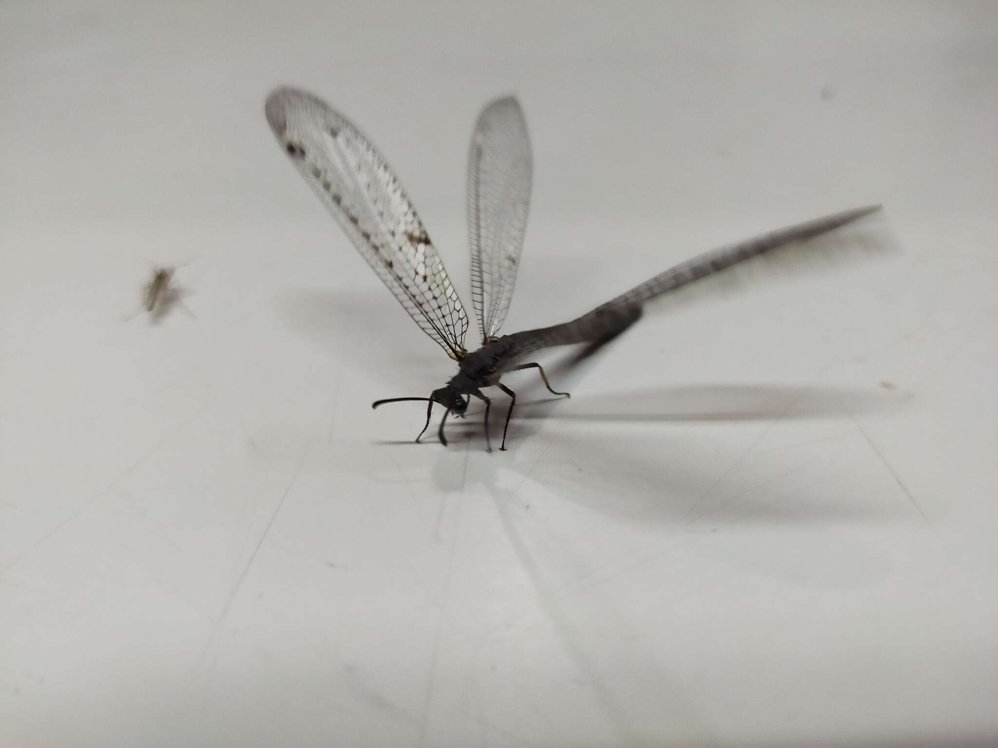 Image of New Zealand antlion