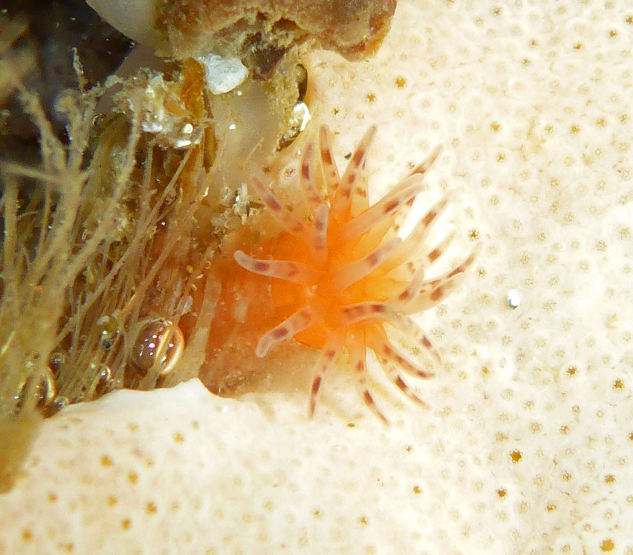 Image of prickly anemone