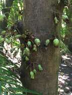 Image of Syzygium cormiflorum (F. Müll.) B. P. M. Hyland