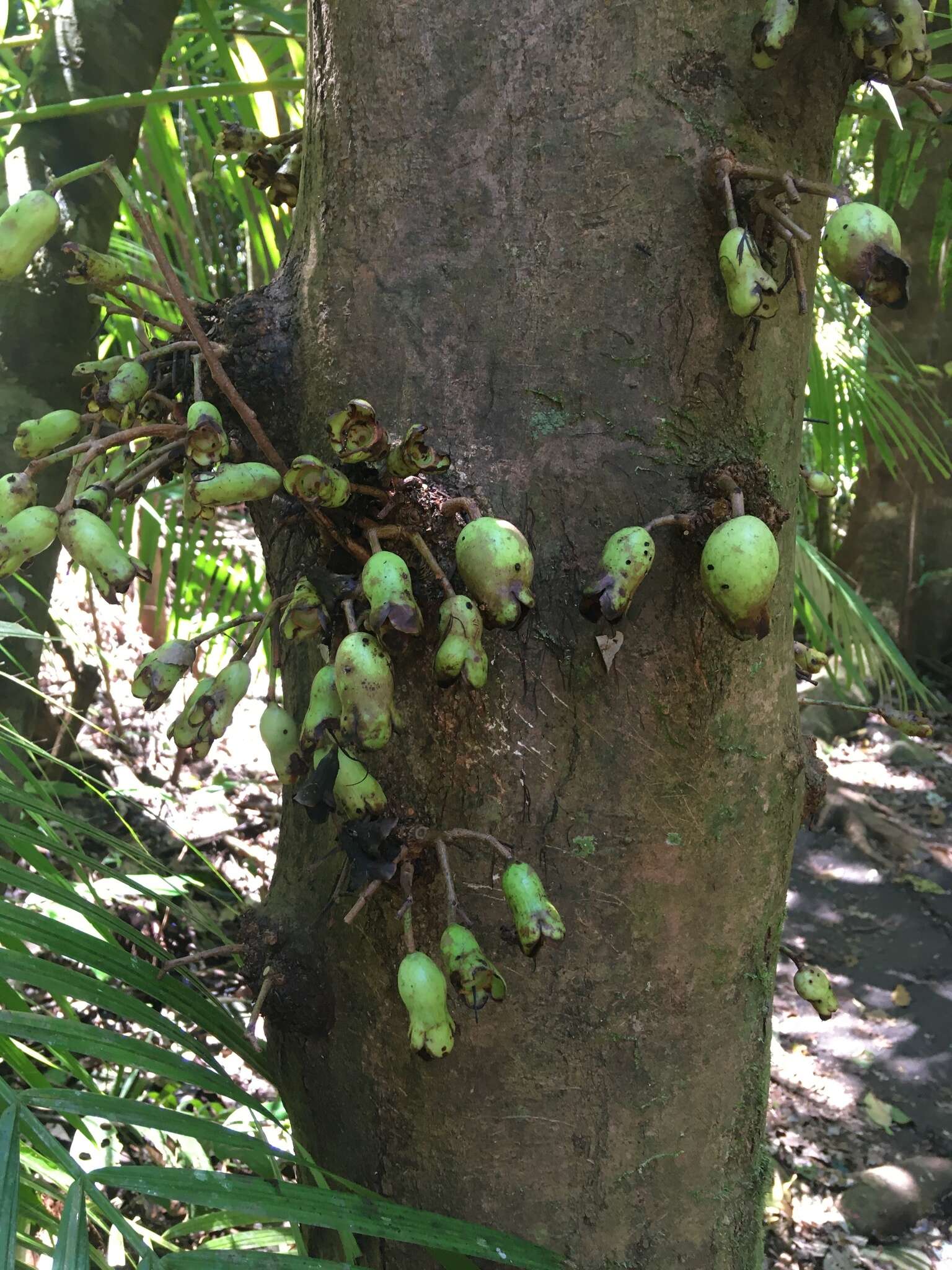 Image of Syzygium cormiflorum (F. Müll.) B. P. M. Hyland