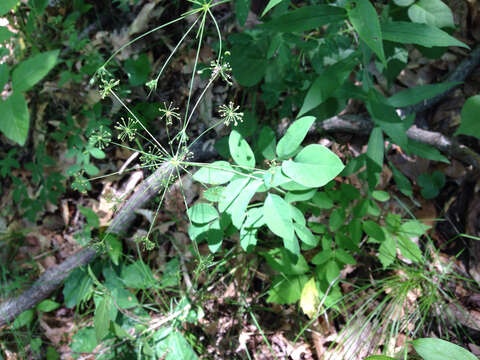 Image of yellow pimpernel