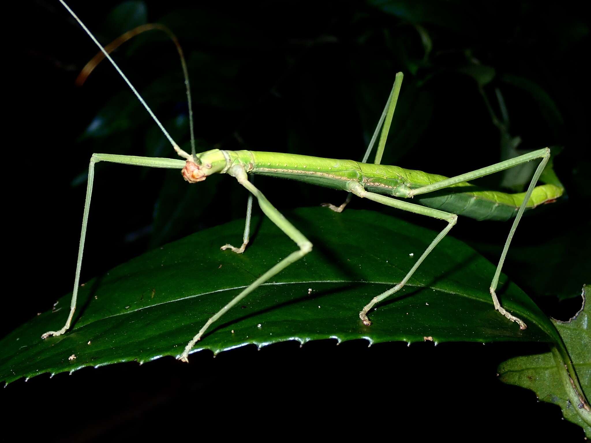 Image of Lopaphus balteatus (Chen, S. C. & Y. H. He 2002)