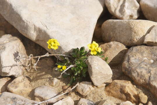 Image of alpine draba