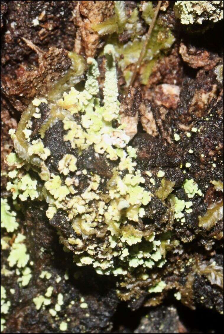 Plancia ëd Cladonia rigida (Hook. fil. & Taylor) Hampe