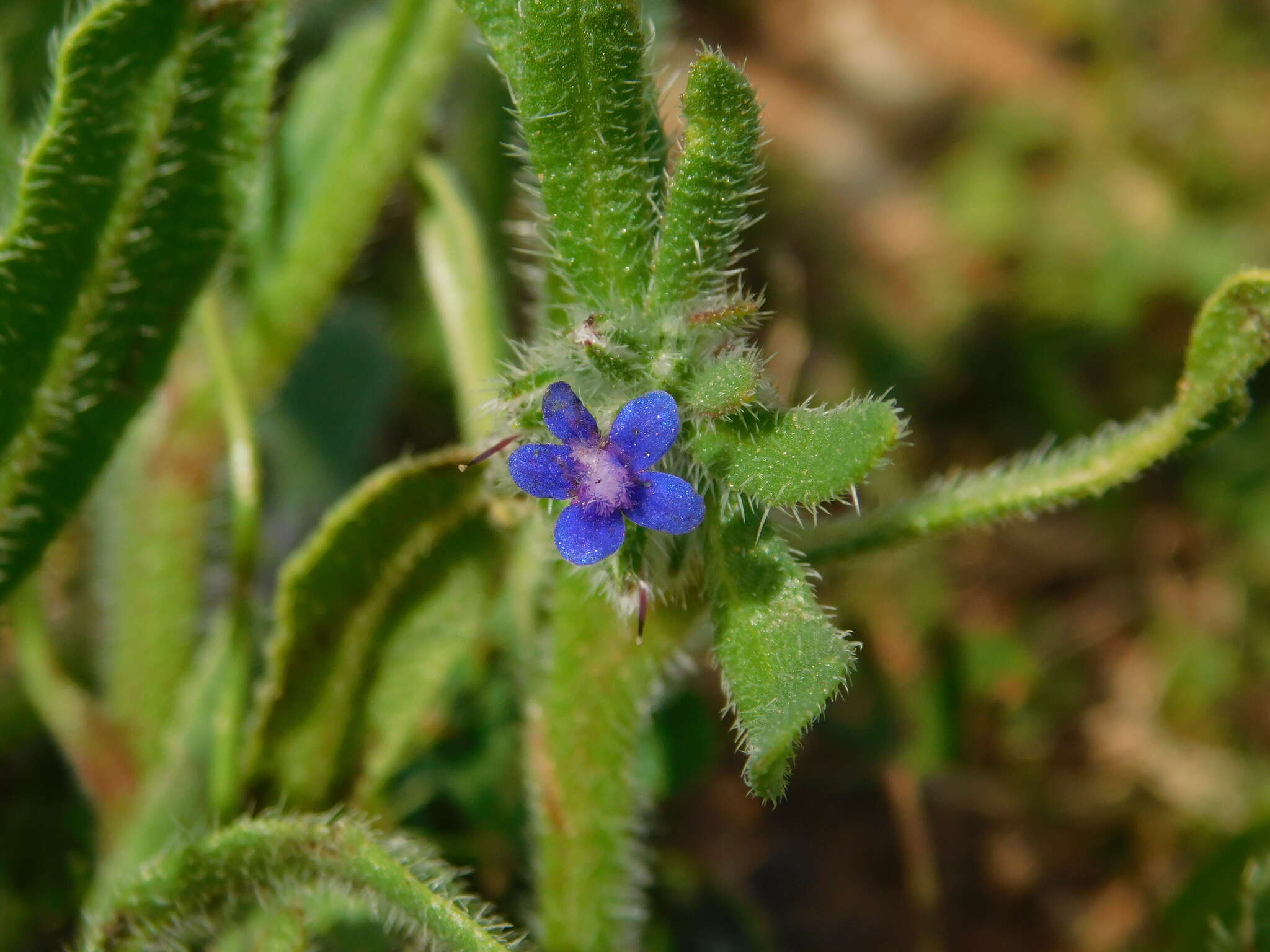 Image of Hormuzakia aggregata (Lehm.) Gusuleac