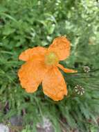 Image of Papaver oreophilum Rupr.