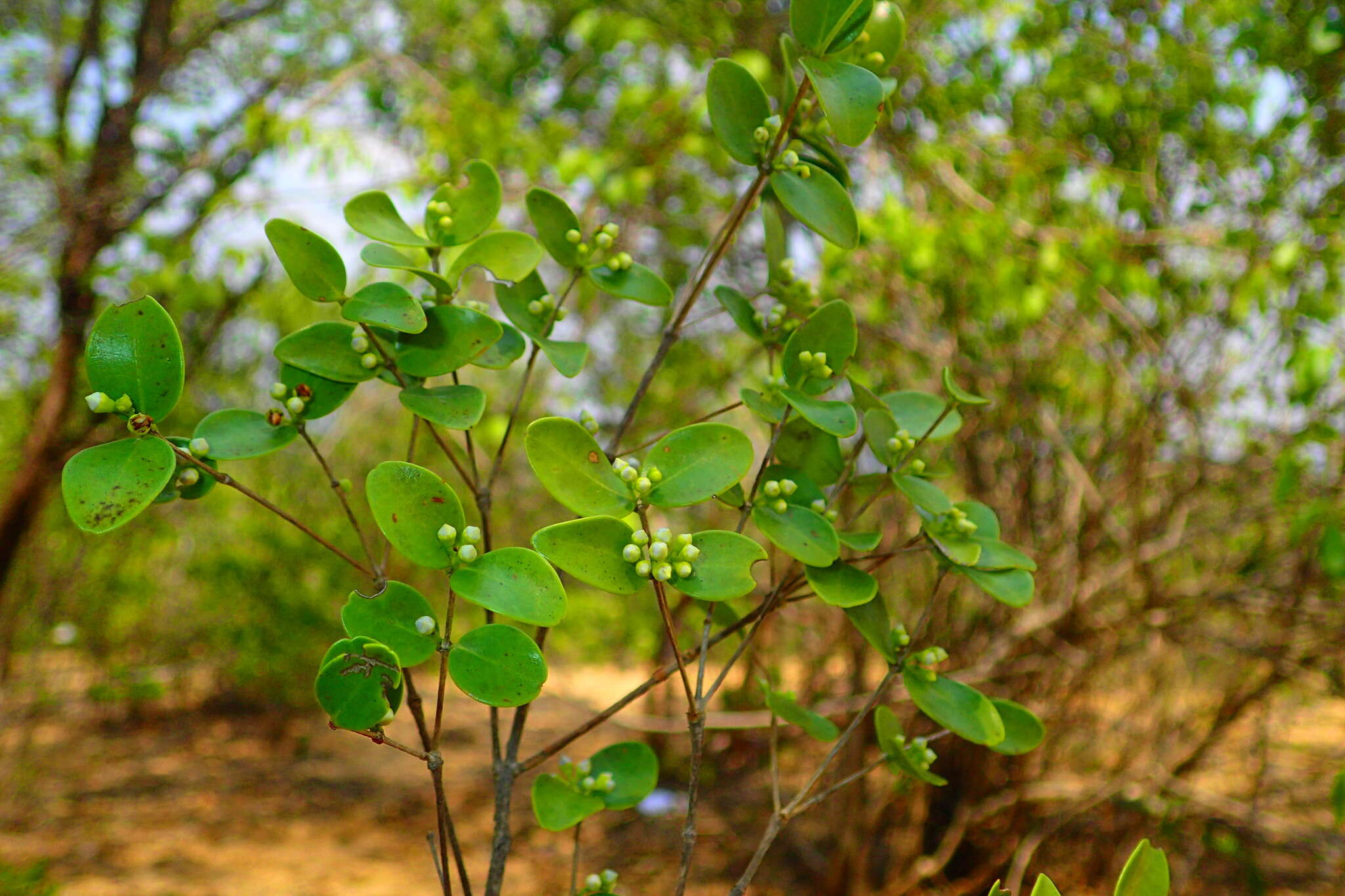 Image of Memecylon boinense H. Perrier