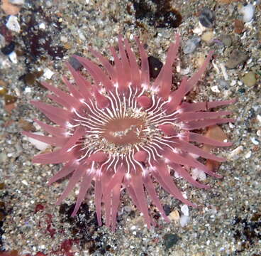 Image of incubating anemone