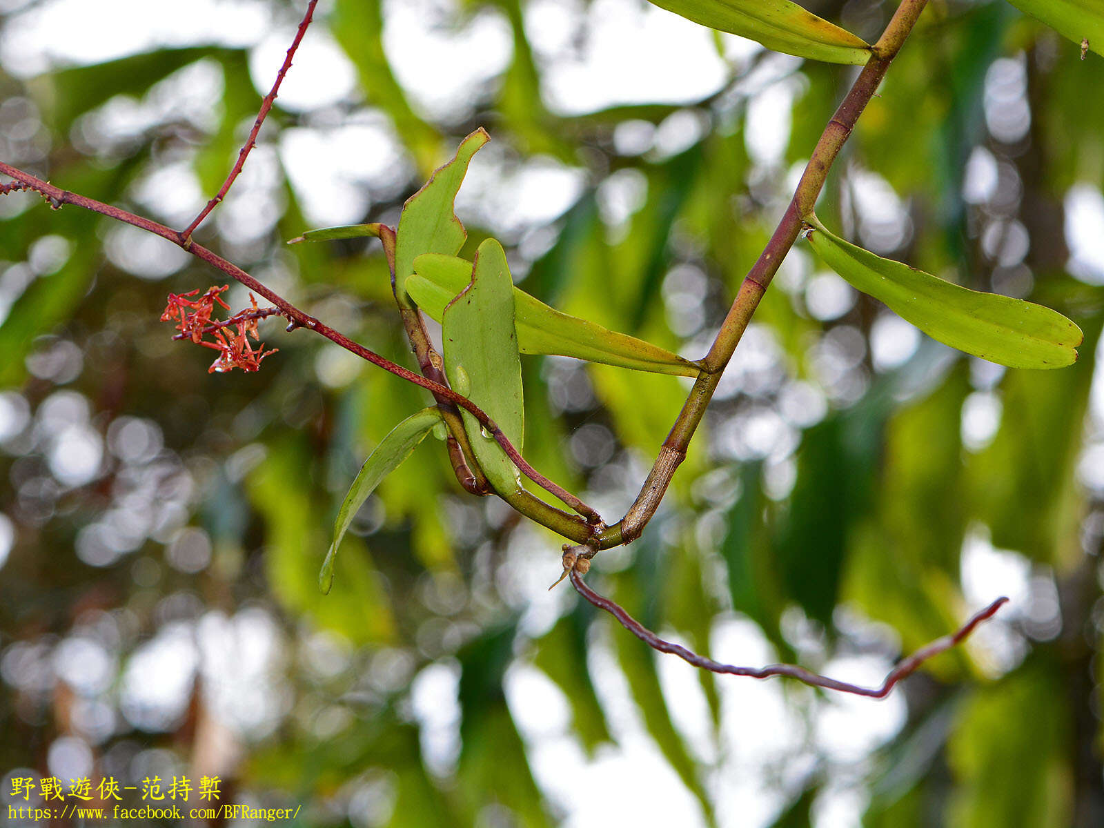 Renanthera elongata (Blume) Lindl.的圖片