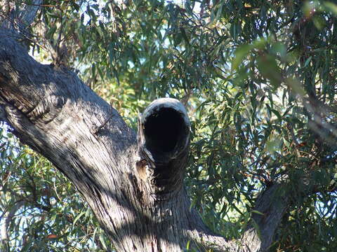 Image of Eucalyptus marginata subsp. marginata