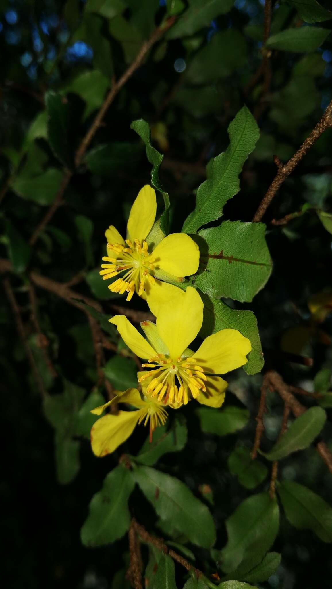 Plancia ëd Ochna serrulata (Hochst.) Walp.