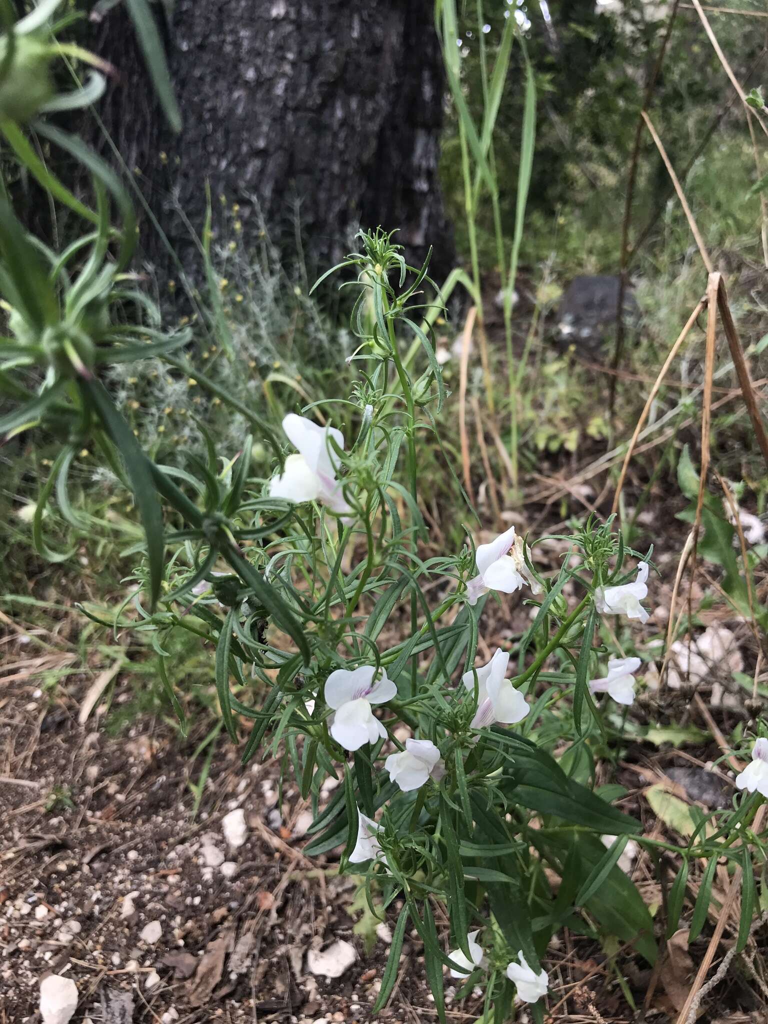 Image of Misopates calycinum (Vent.) Rothm.