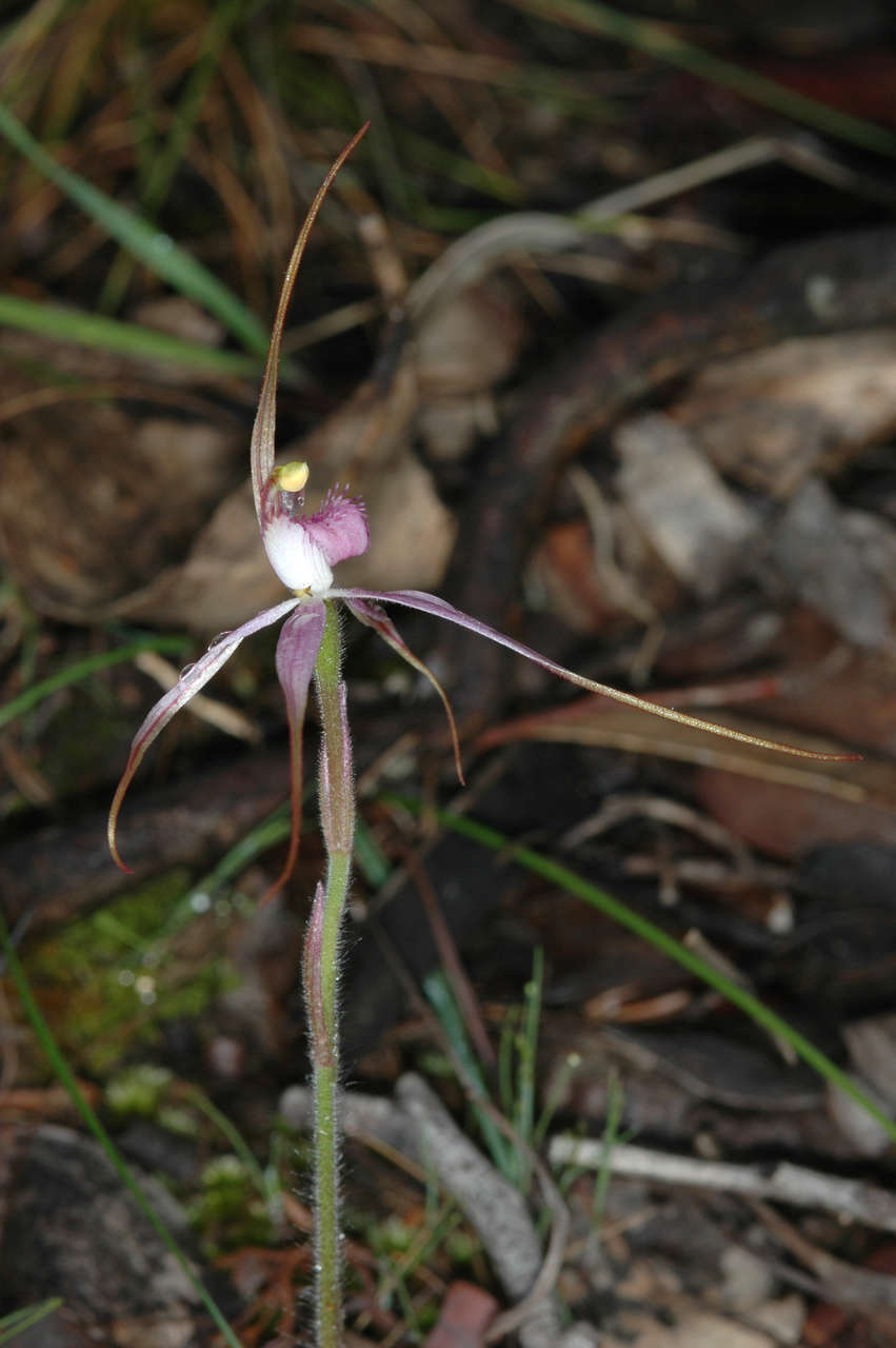 Image of Rosella spider orchid