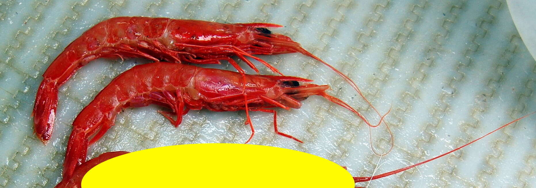 Image of royal red prawn