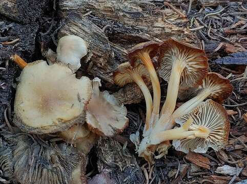 Image of Mycena overholtsii A. H. Sm. & Solheim 1953