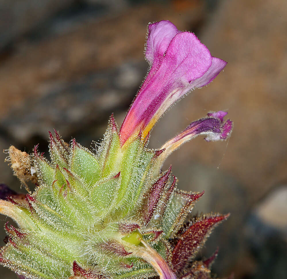 Image of compact monkeyflower