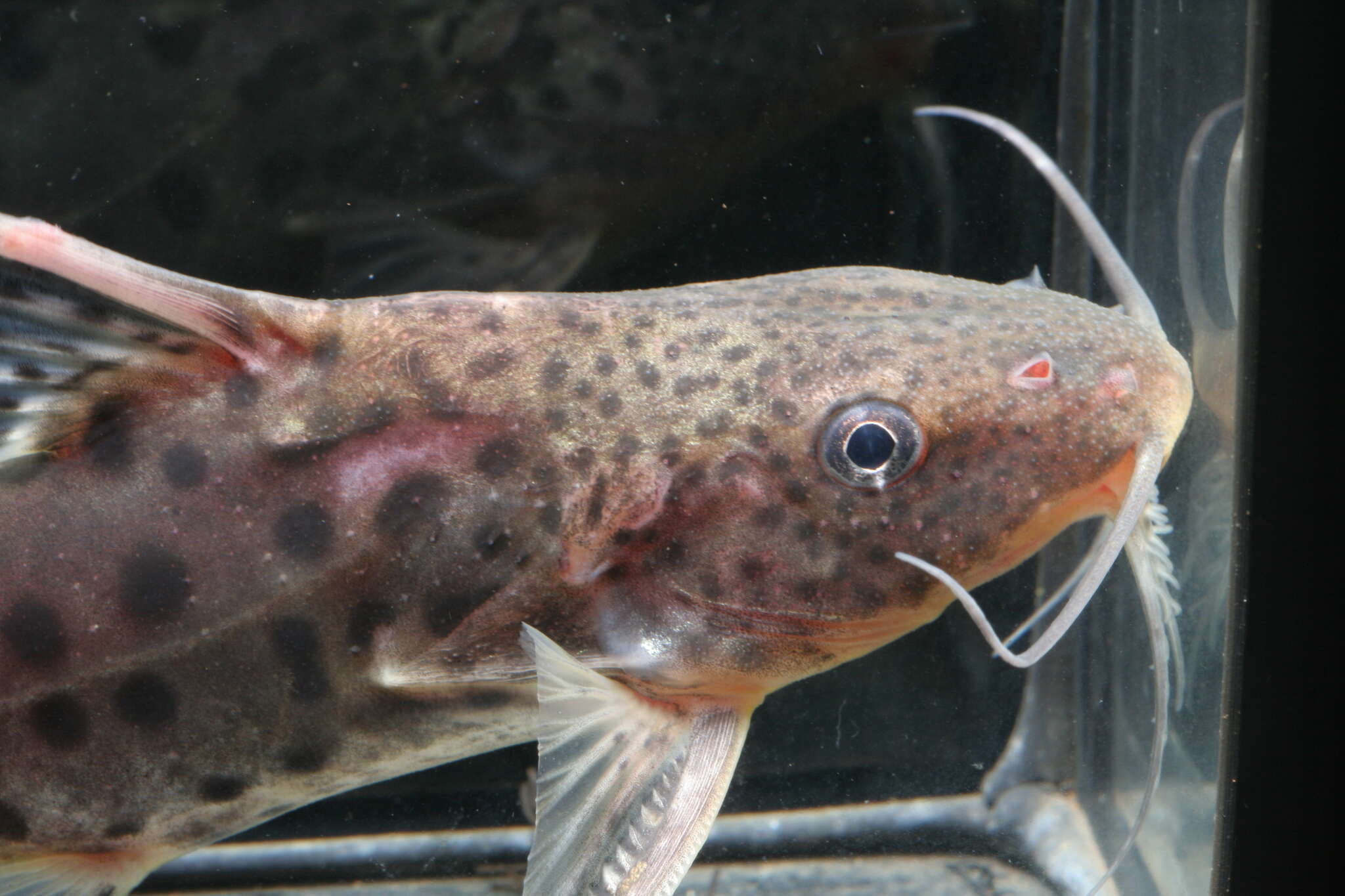 Слика од Synodontis victoriae Boulenger 1906