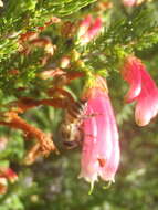 Image of Apis mellifera capensis Eschscholtz 1822