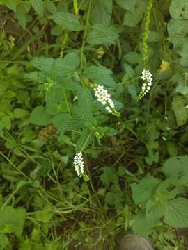 Image de Heliotropium angiospermum Murray