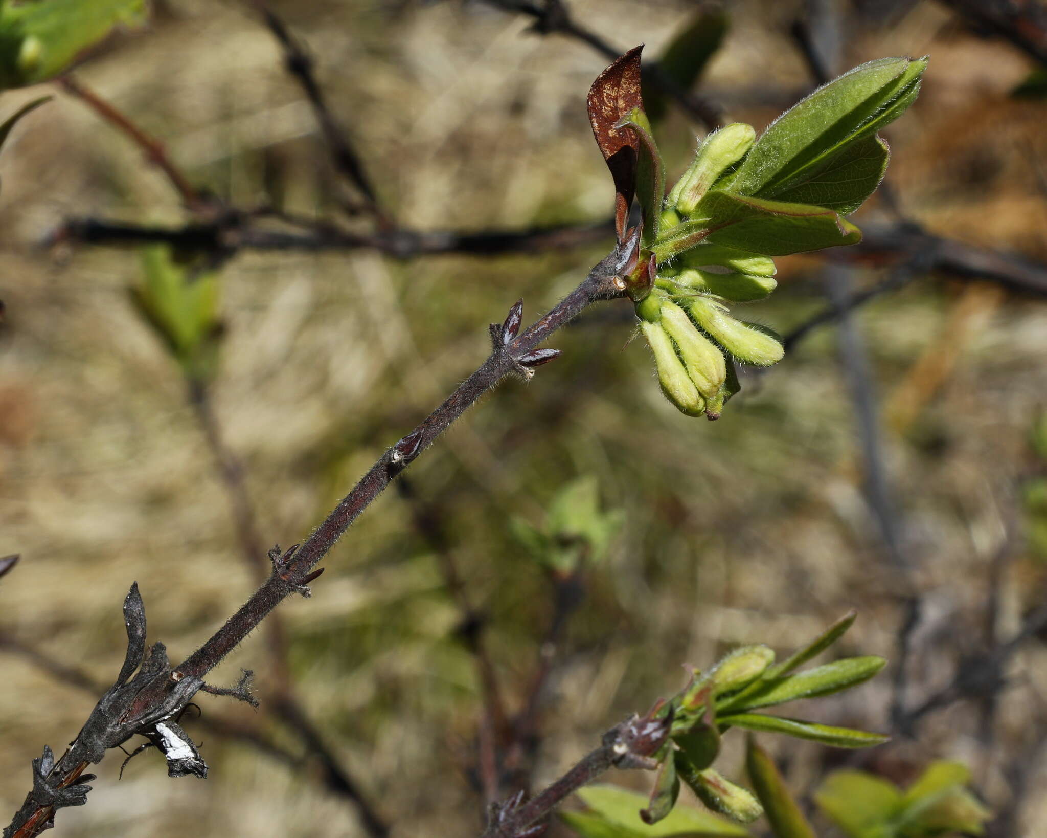 Imagem de Lonicera caerulea L.