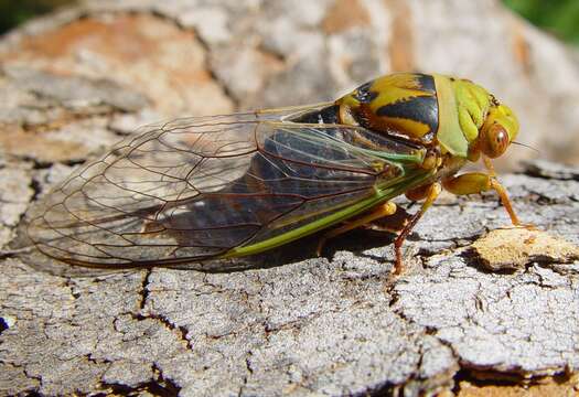 Image of Macrotristria intersecta (Walker & F. 1850)