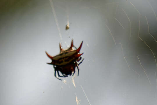 Image of Gasteracantha curvispina (Guérin 1837)