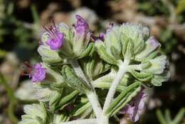 Image of Teucrium capitatum subsp. majoricum (Rouy) Nyman