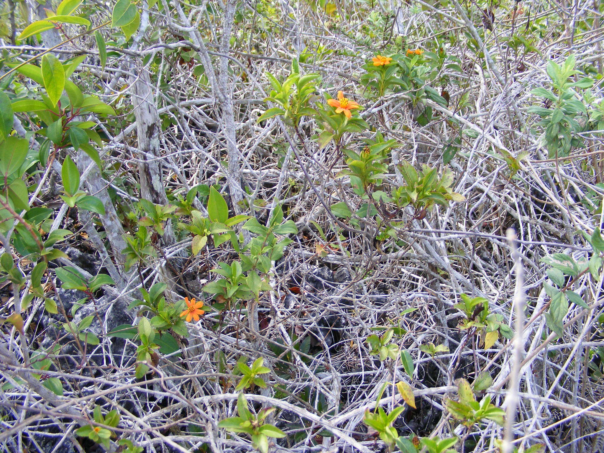 Image of Bidens clarendonensis Britt.