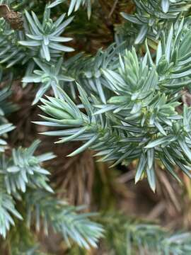 Image of Creeping Juniper