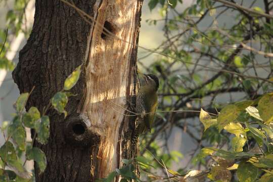 Image of Scaly-bellied Woodpecker