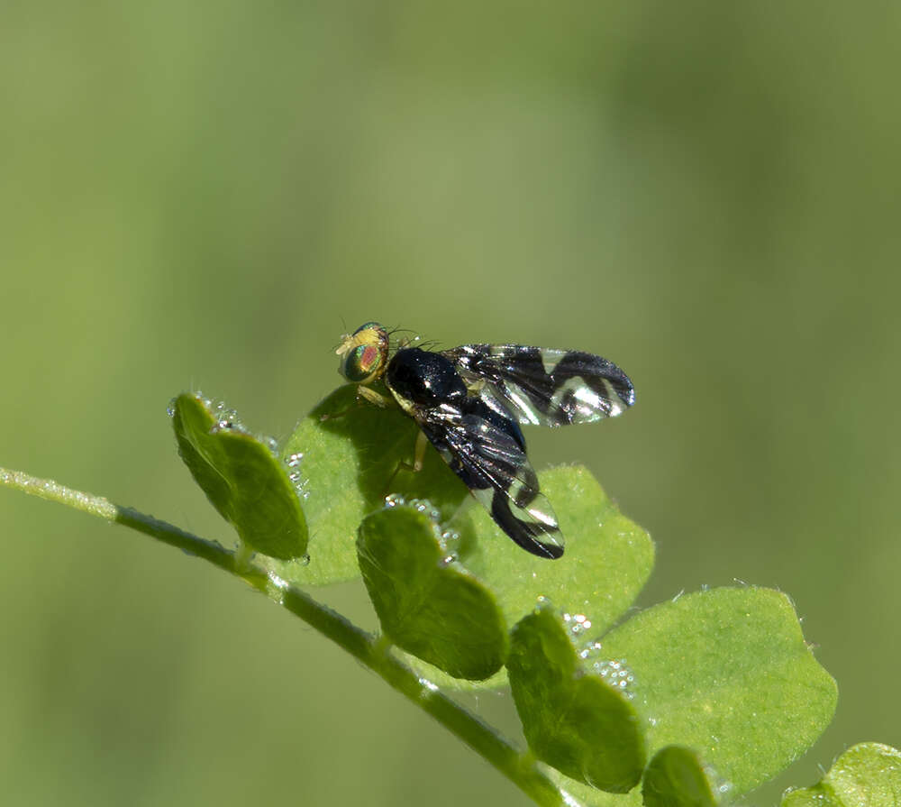 Sivun Euleia heraclei (Linnaeus 1758) kuva