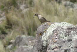 Image of Buff-breasted Earthcreeper