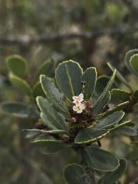 Image of Ilex kunthiana Triana