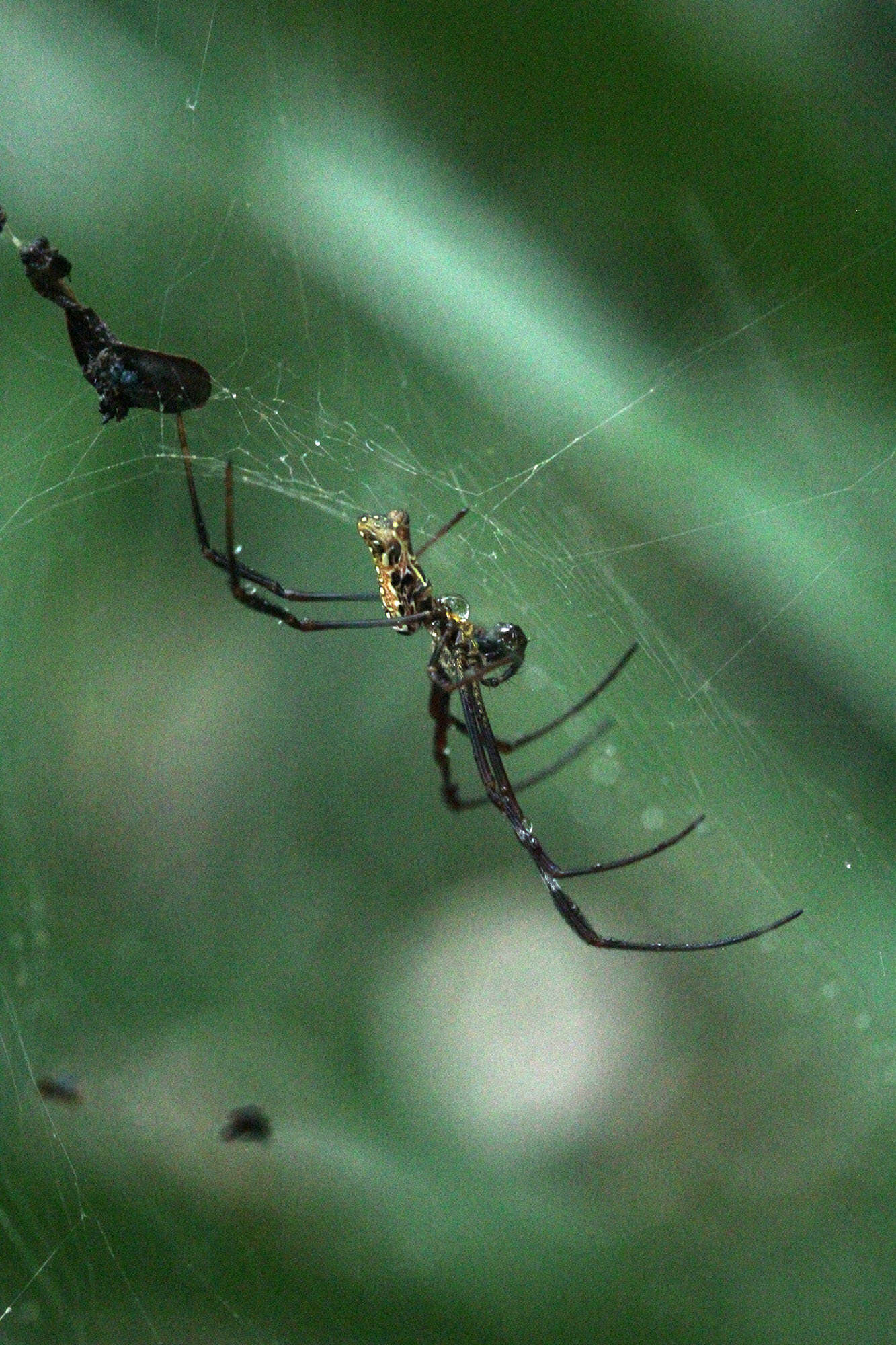 صورة Trichonephila antipodiana (Walckenaer 1841)