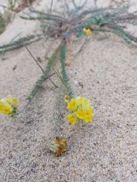 Imagem de Linaria polygalifolia Hoffmgg. & Link