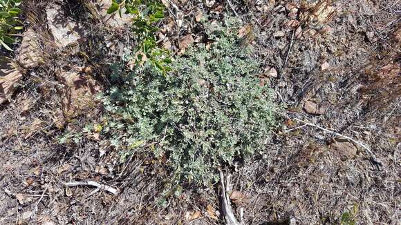 <i>Acmispon argophyllus</i>的圖片