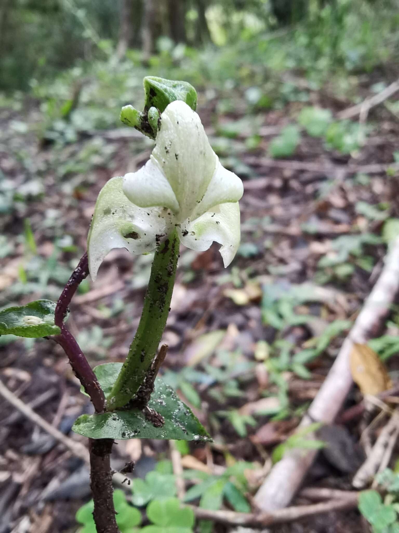 Image of Disperis lindleyana Rchb. fil.