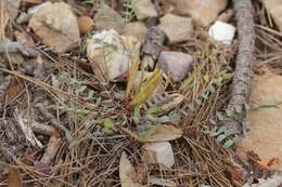 Image of dwarf stickpea